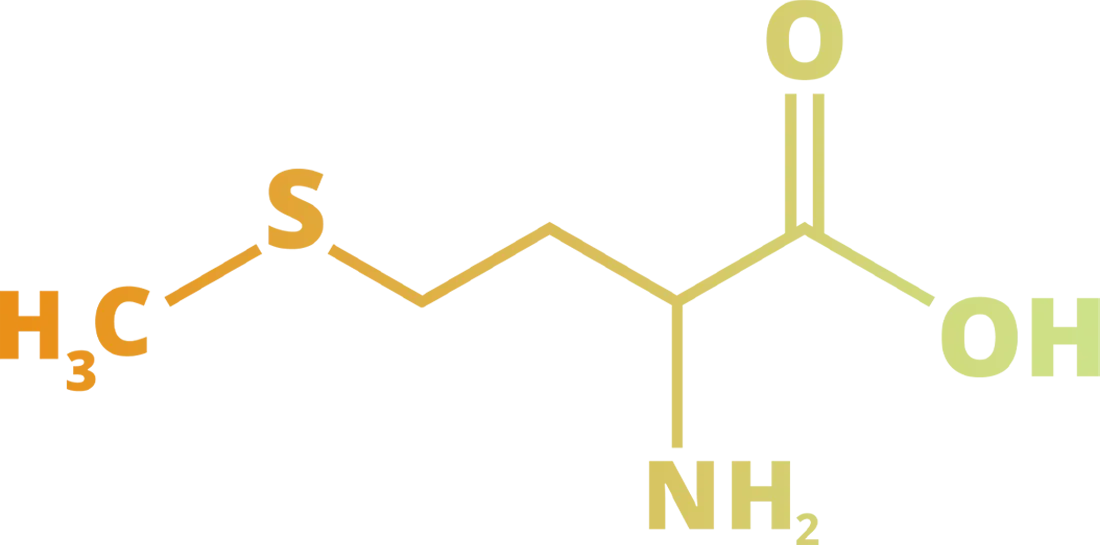 Methionin Molekülstruktur