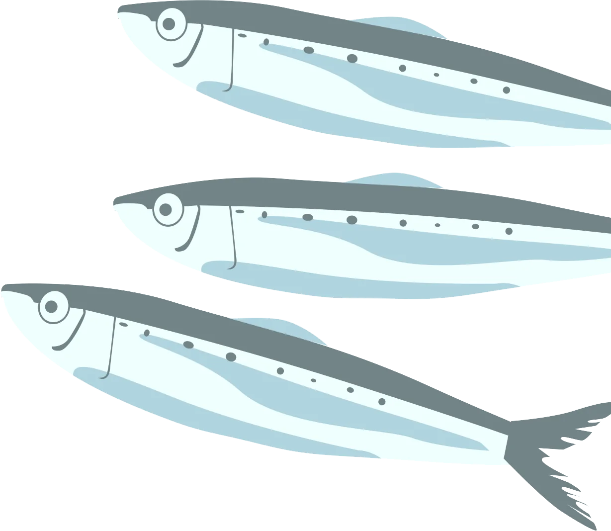 Zeichnung von Sardinen